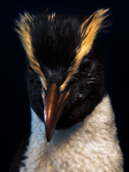 Fiona Pardington Fiordland Crested Penguin South Canterbury Museum 2024 WEB copy