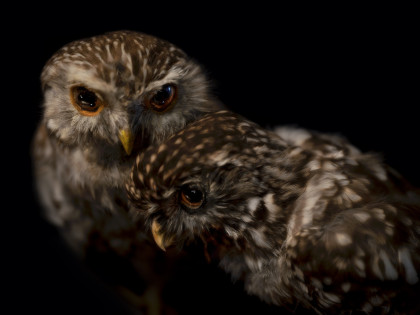 FP Ruru Pair South Canterbury Museum 2024 web copy
