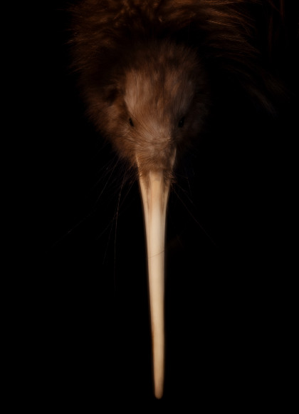 FP Te Rapurapu Kiwi South Canterbury Museum web copy