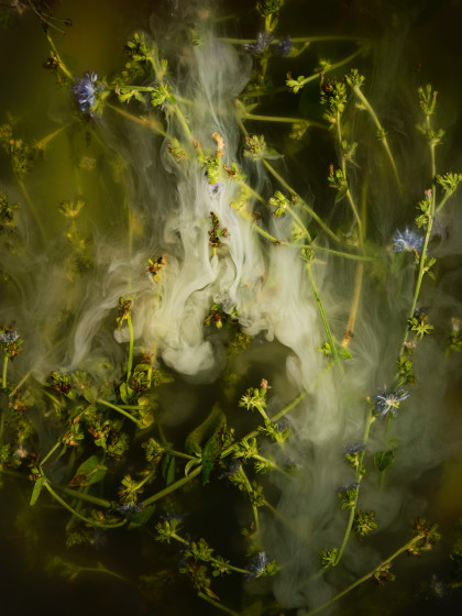 Ann Shelton All the blue flowers follow the sun