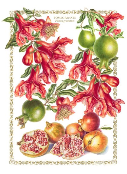 Tea Towel Pomegranite Sue Wickison