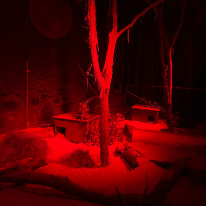 The Last Enclosure RHA